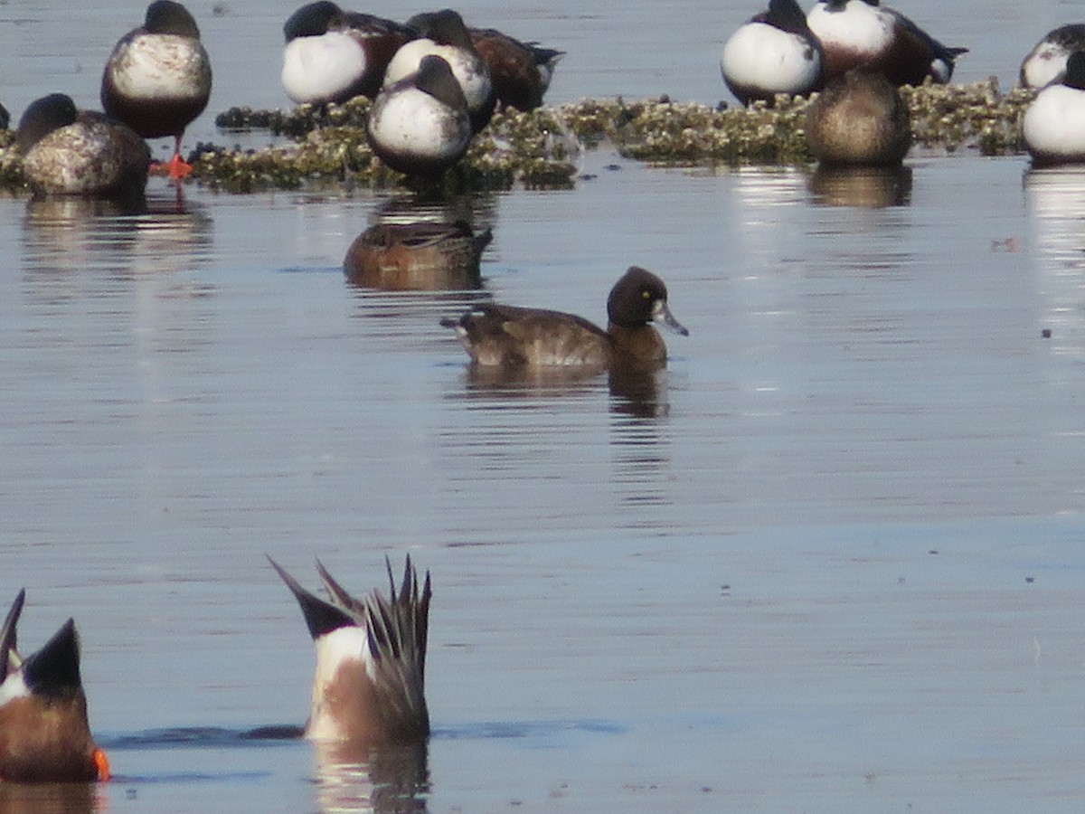 鳳頭潛鴨 - ML619268290