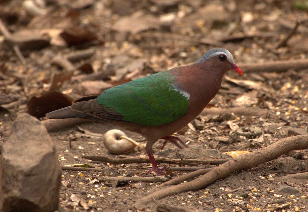 Asian Emerald Dove - Joe Heinlein