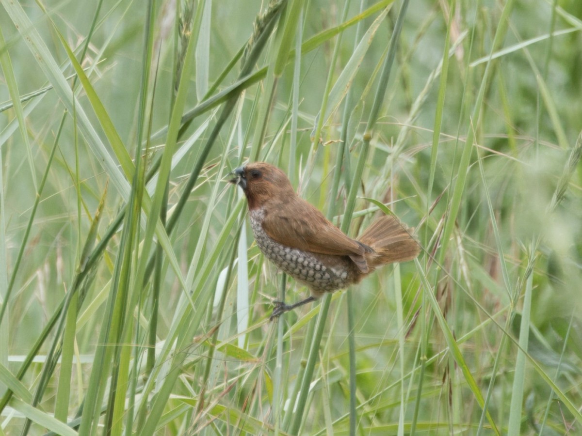 Scaly-breasted Munia - Merryl Edelstein