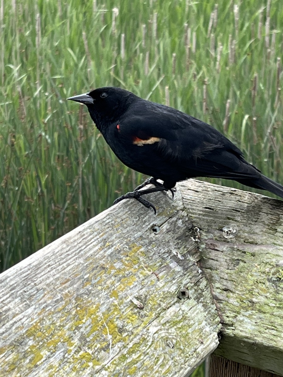 Red-winged Blackbird - Jan Bryant