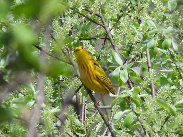 Yellow Warbler - Joe McGill