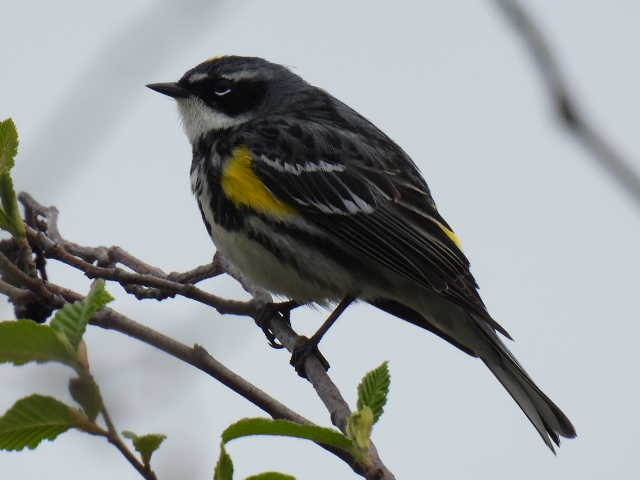 Yellow-rumped Warbler - Joe McGill