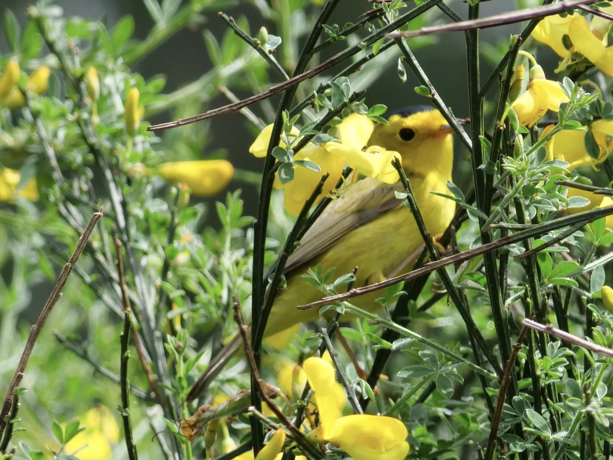 Wilson's Warbler - Jan Bryant