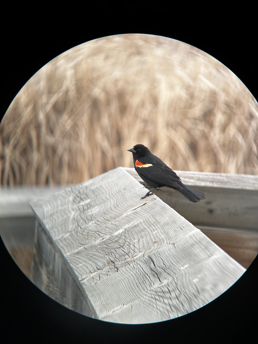 Red-winged Blackbird (Red-winged) - Matea Kiskaroly