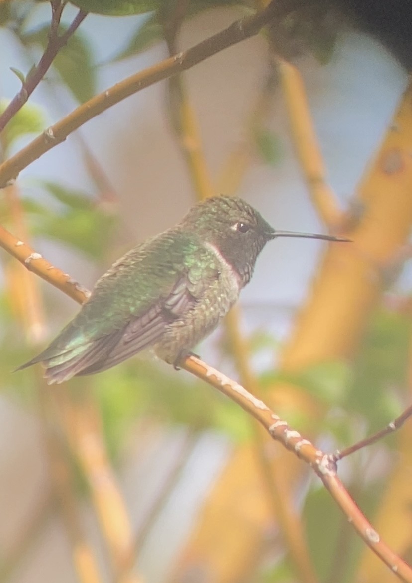 Black-chinned Hummingbird - ML619268359