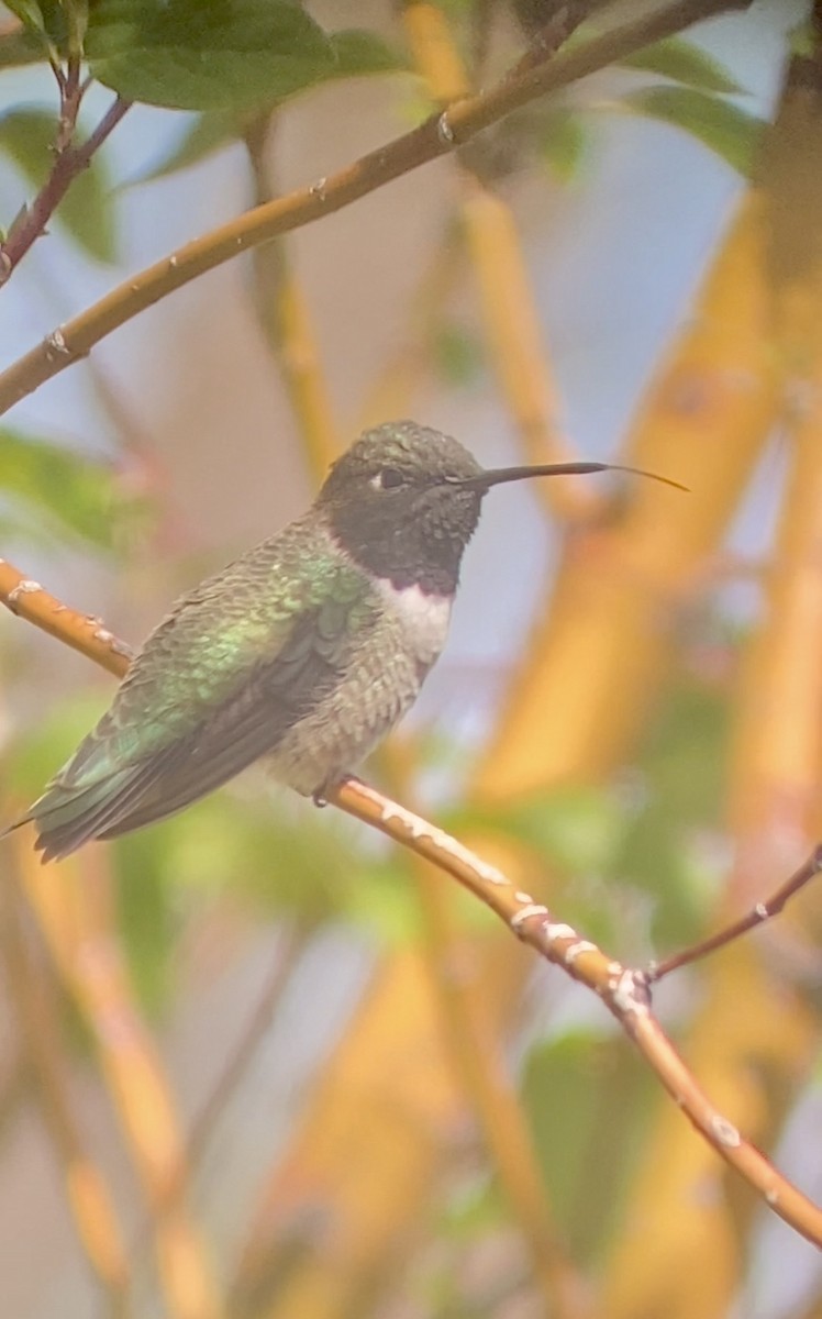 Black-chinned Hummingbird - ML619268360