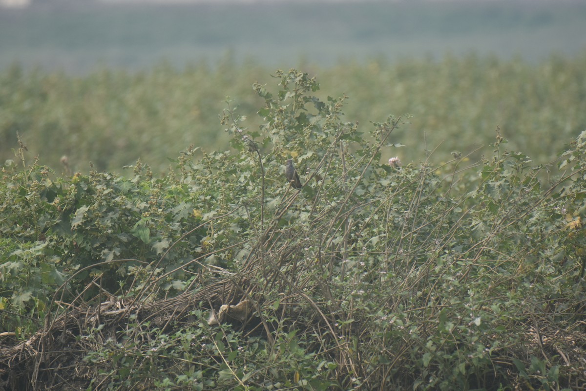 Gray-bellied Cuckoo - Leons Mathew Abraham