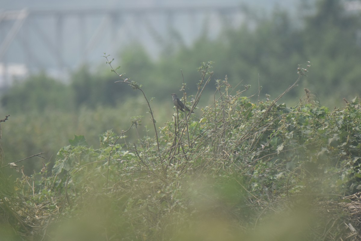 Gray-bellied Cuckoo - Leons Mathew Abraham