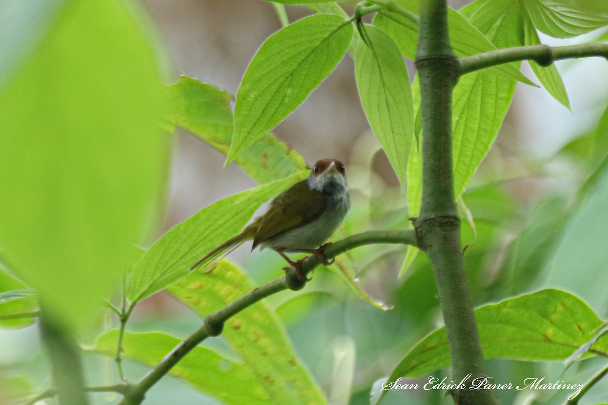 Kastanienstirn-Schneidervogel - ML619268386