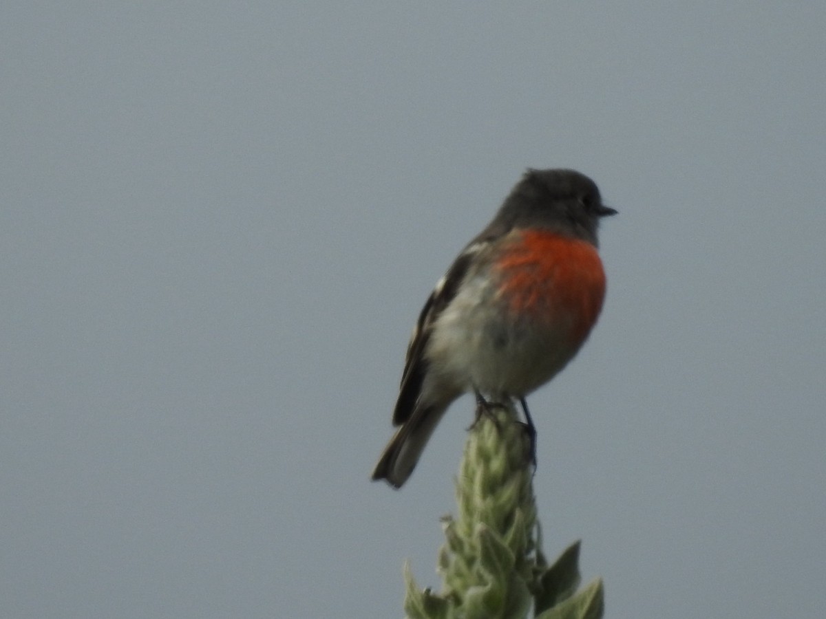 Scarlet Robin - Ana de Joux