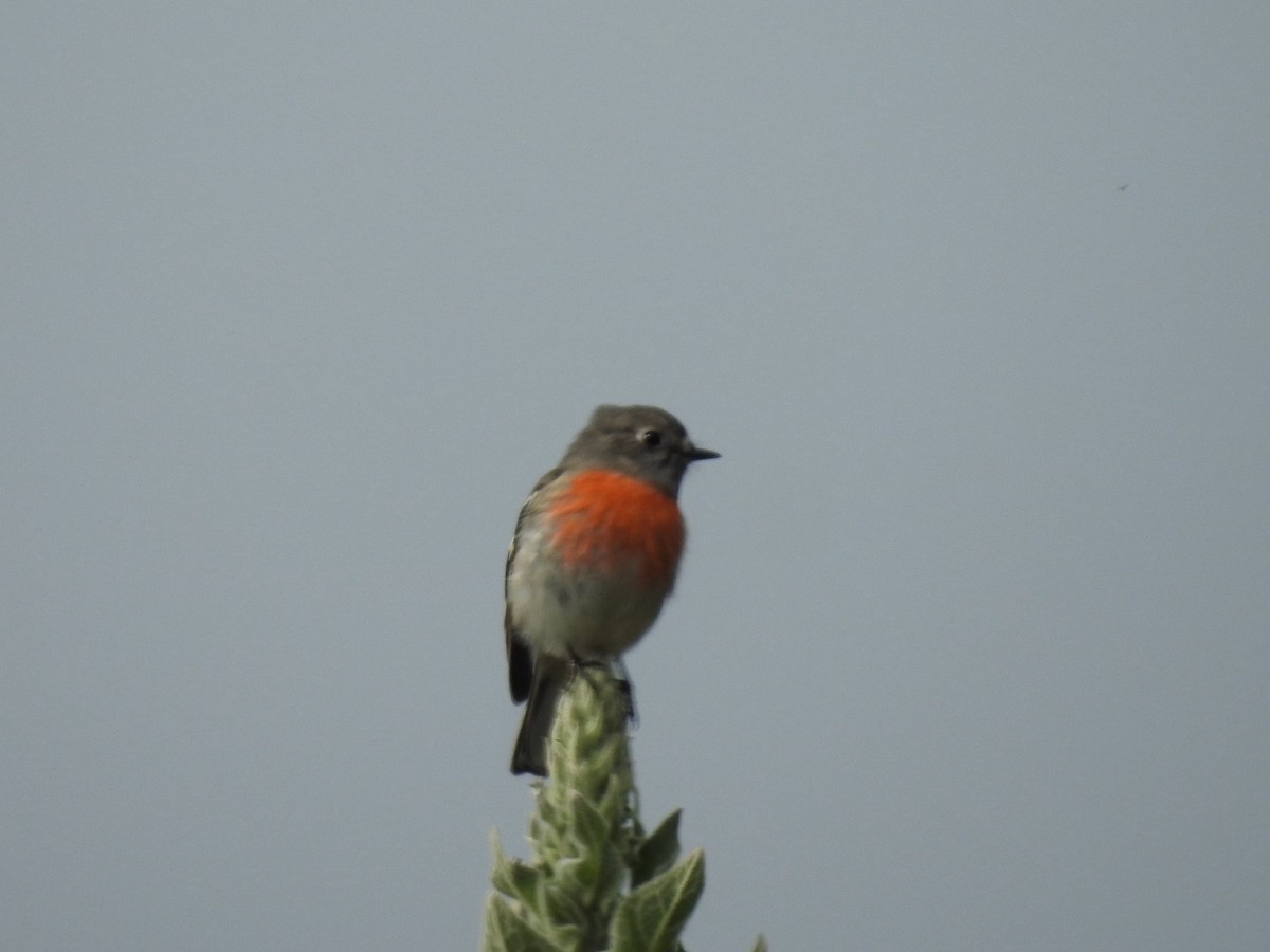 Scarlet Robin - Ana de Joux