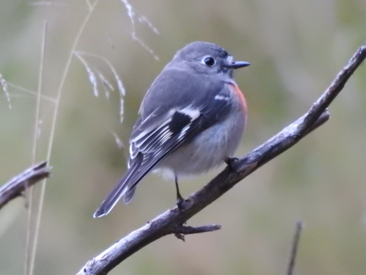 Scarlet Robin - Ana de Joux