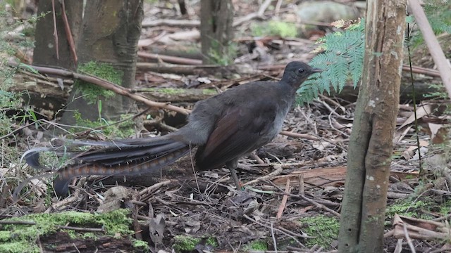 Superb Lyrebird - ML619268391