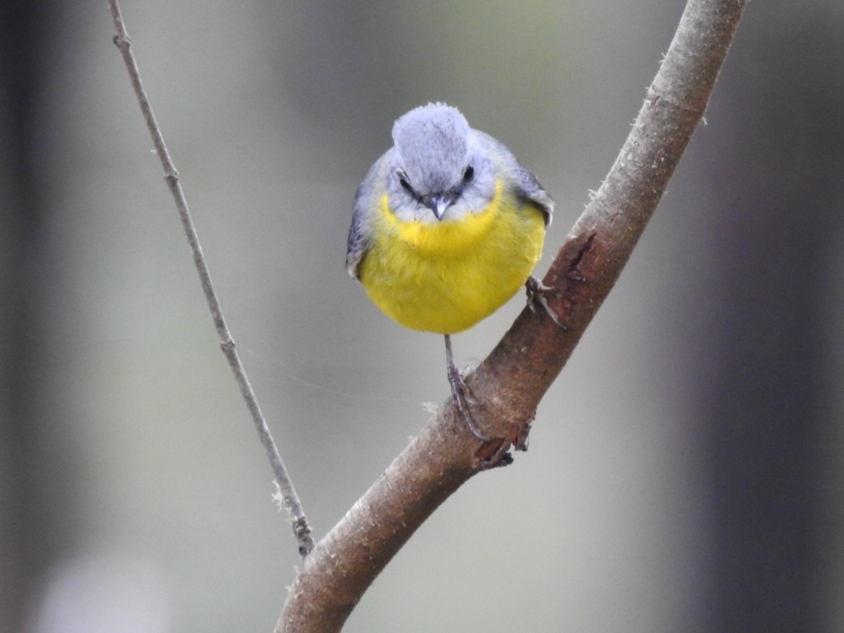 Eastern Yellow Robin - Ana de Joux