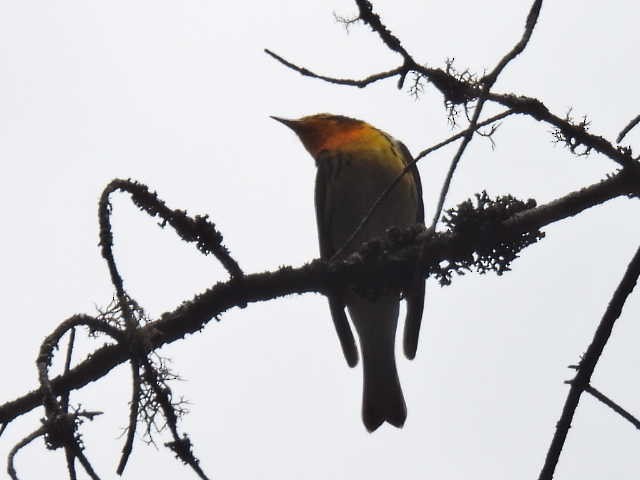 Blackburnian Warbler - Joe McGill