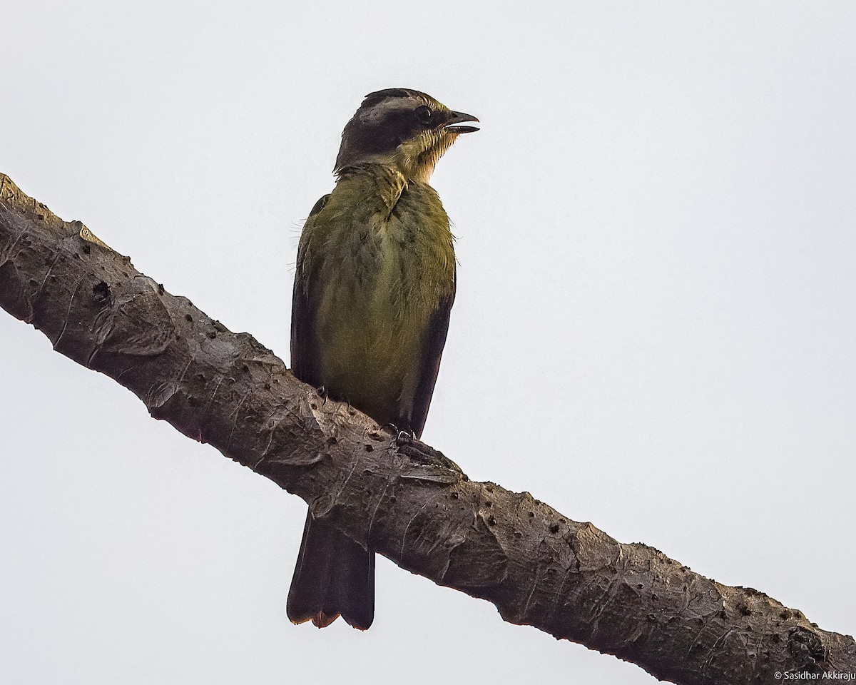 Piratic Flycatcher - Sasi Akkiraju