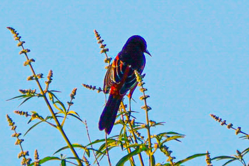 Orchard Oriole - Drake Thomas