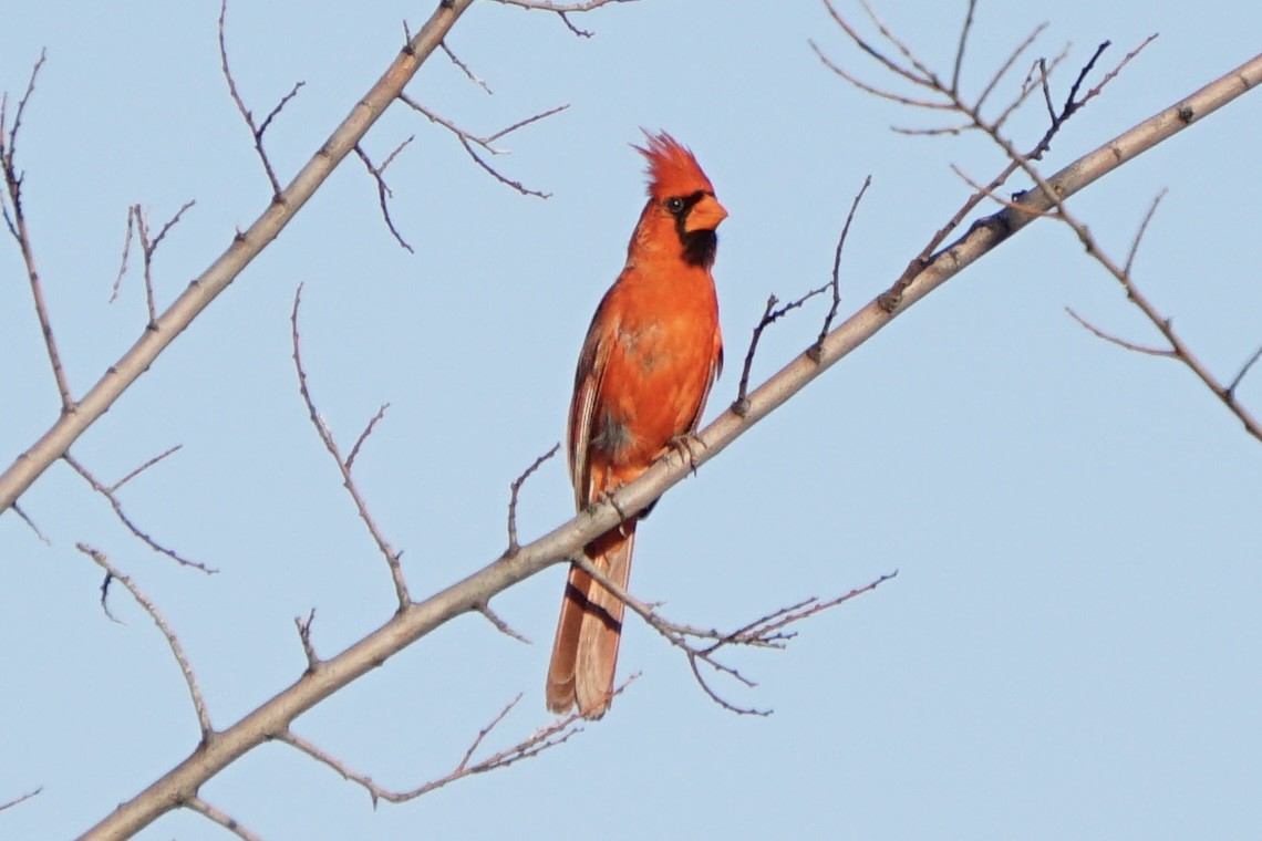 Northern Cardinal - Drake Thomas