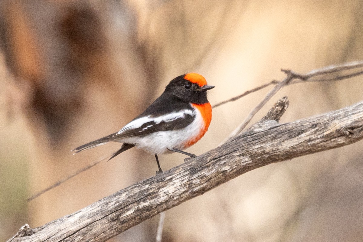 Red-capped Robin - Richard and Margaret Alcorn