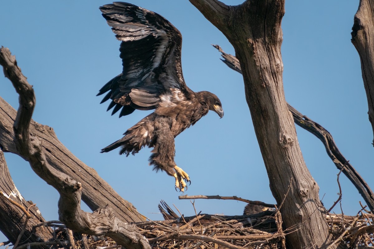 Bald Eagle - Rick Wilhoit