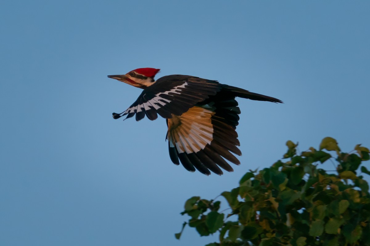 Pileated Woodpecker - Rick Wilhoit