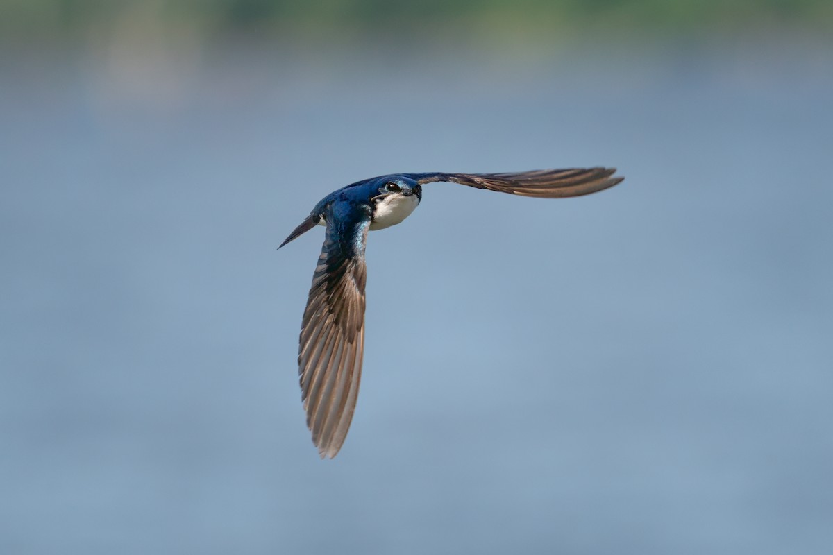 Tree Swallow - Rick Wilhoit