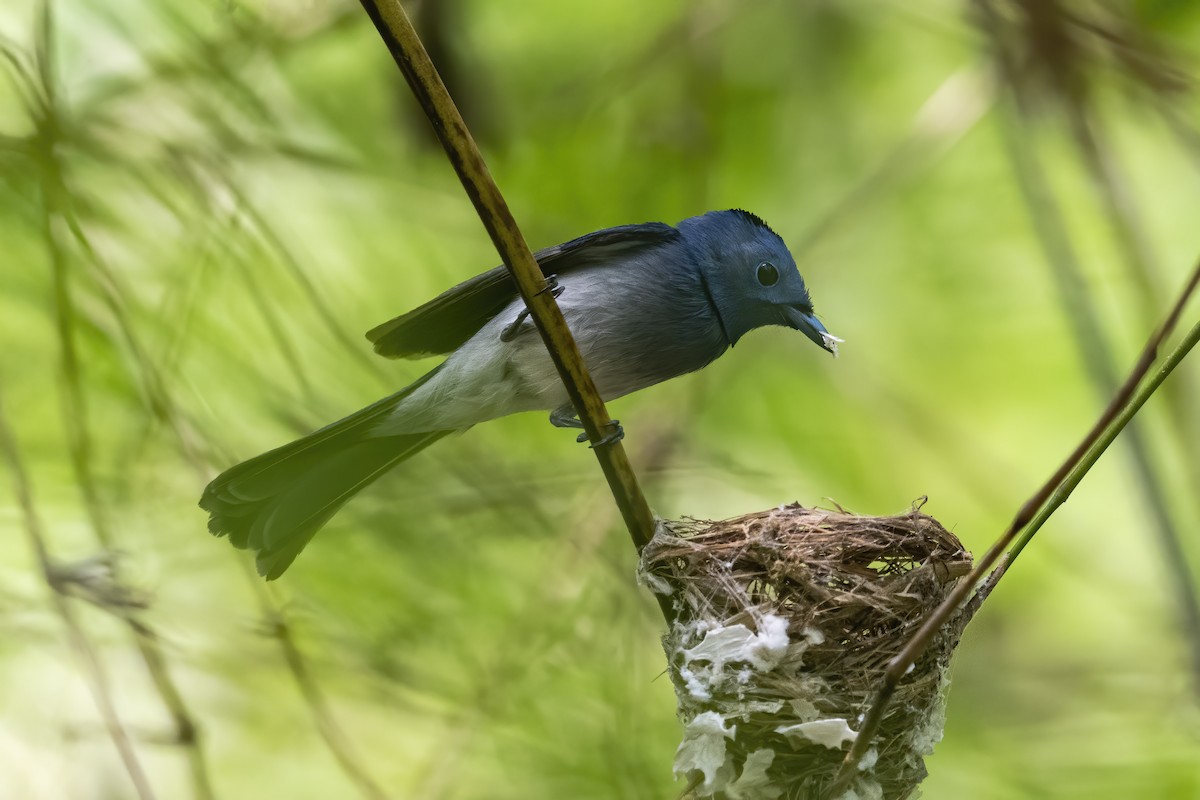 Black-naped Monarch - ML619268494