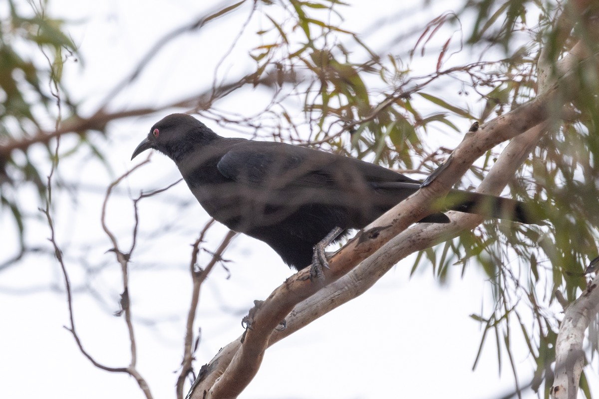 White-winged Chough - Richard and Margaret Alcorn
