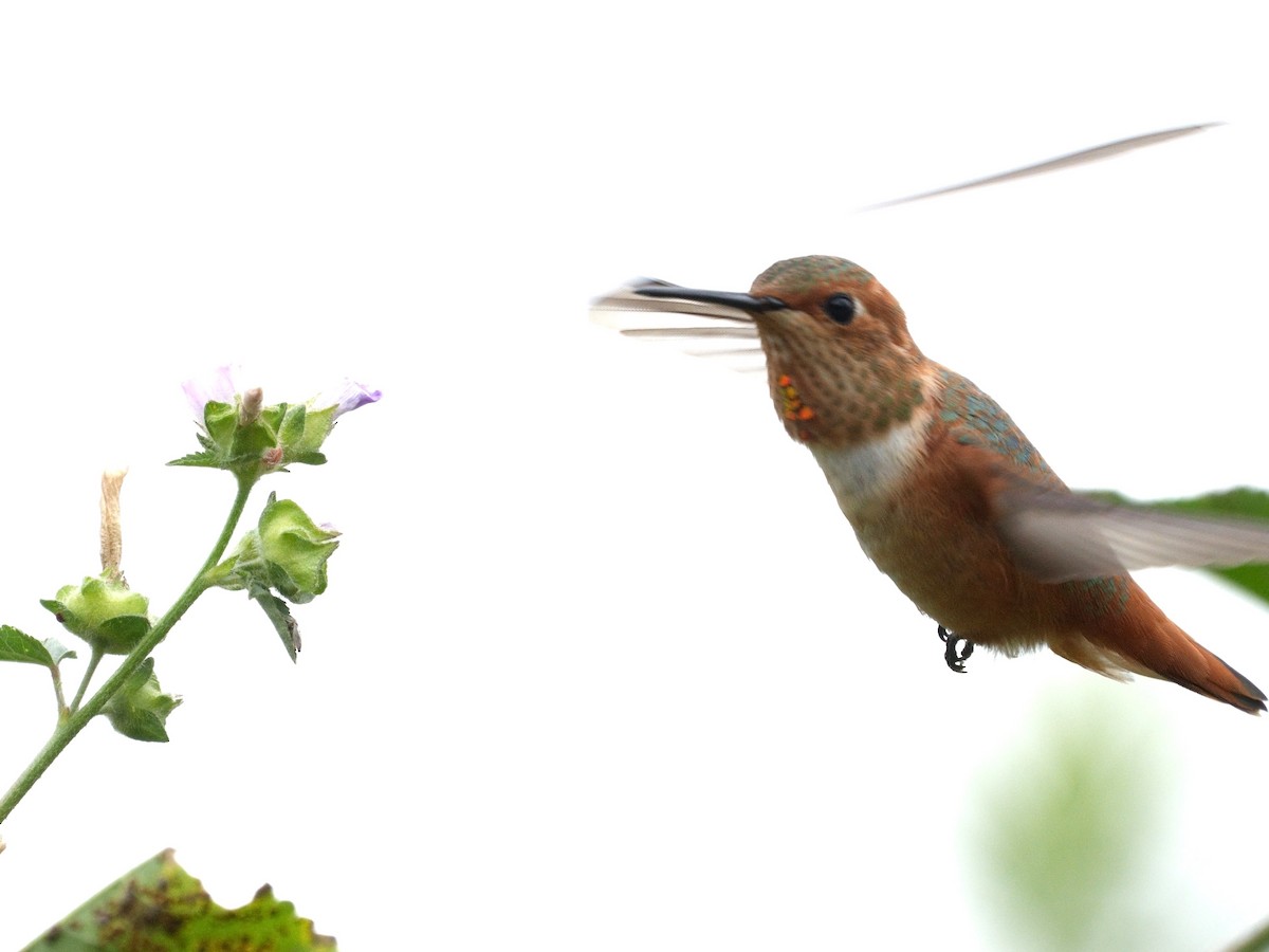Allen's Hummingbird - Merryl Edelstein