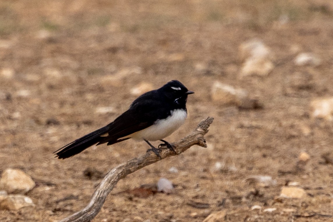 Willie-wagtail - Richard and Margaret Alcorn