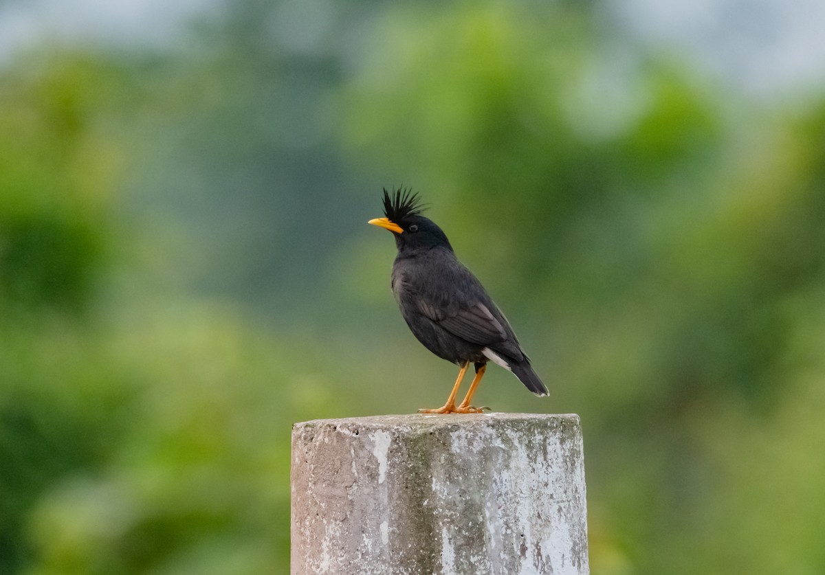 Great Myna - Arun Raghuraman