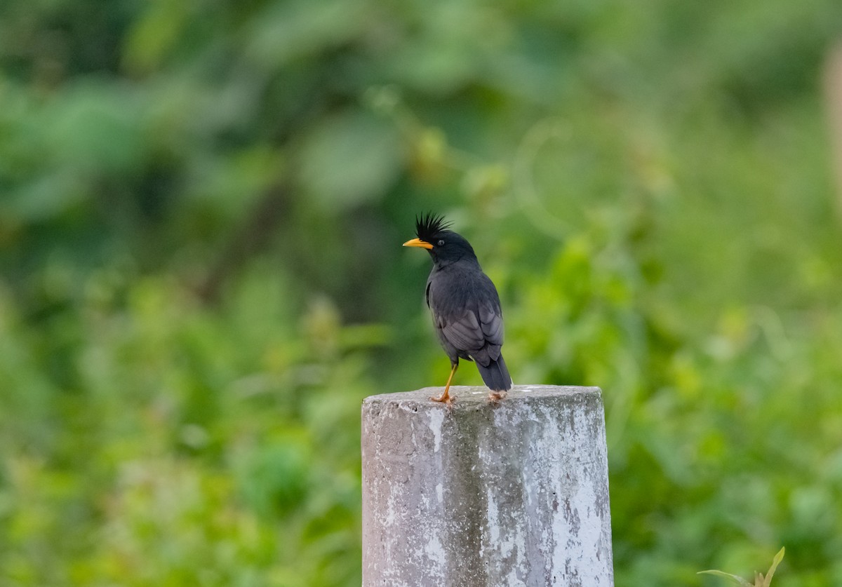 Great Myna - Arun Raghuraman