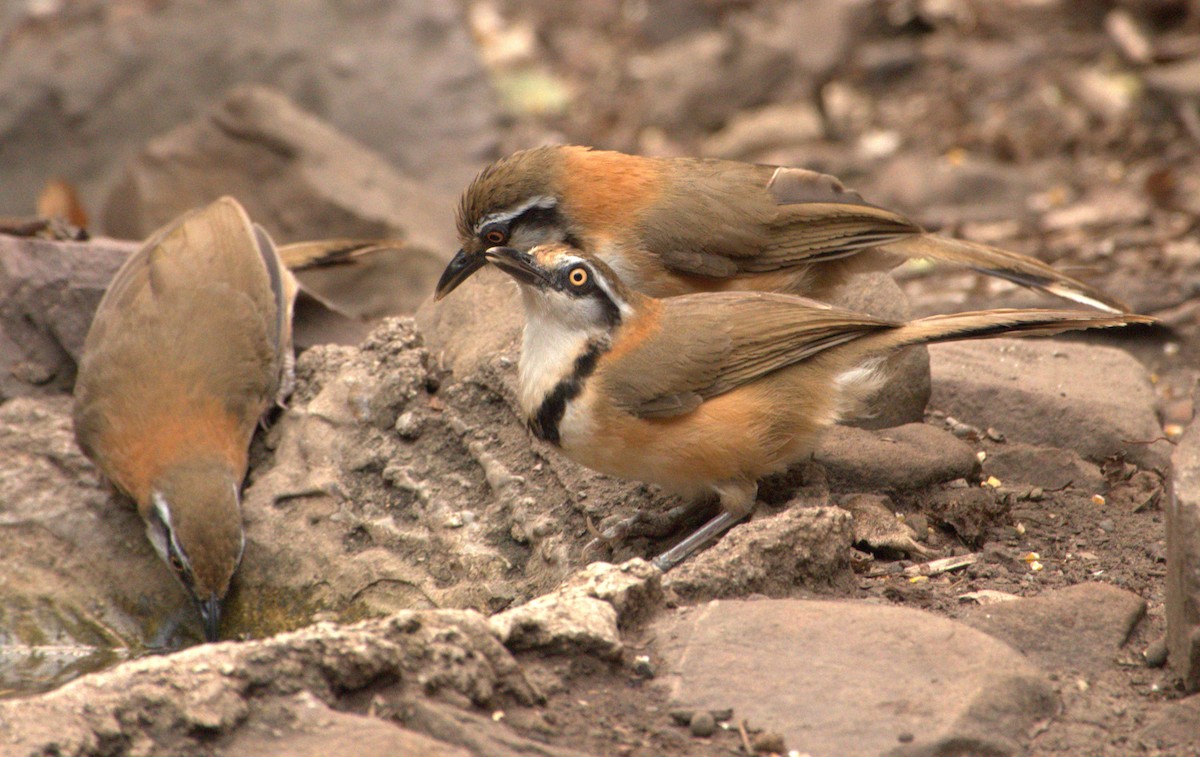 Lesser Necklaced Laughingthrush - Joe Heinlein