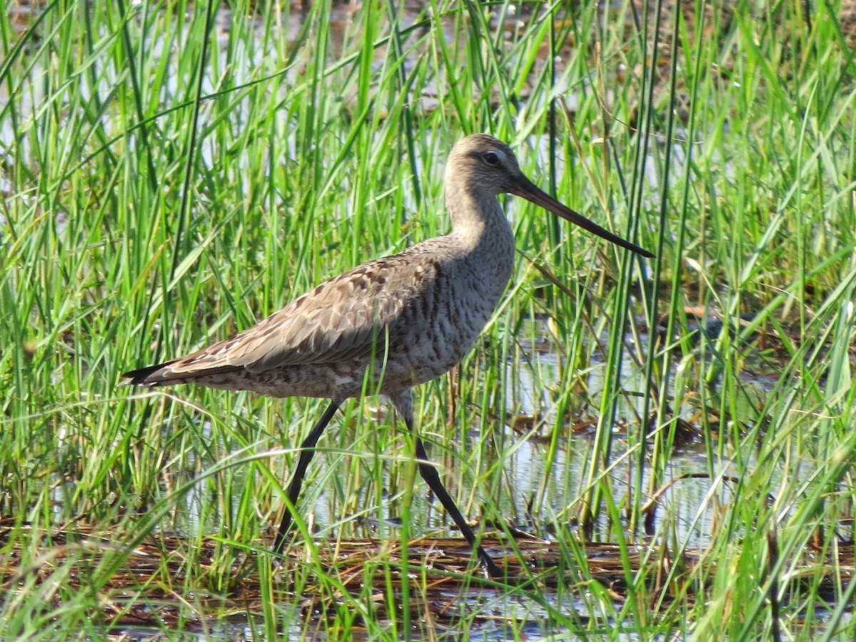 Hudsonian Godwit - John  Mariani