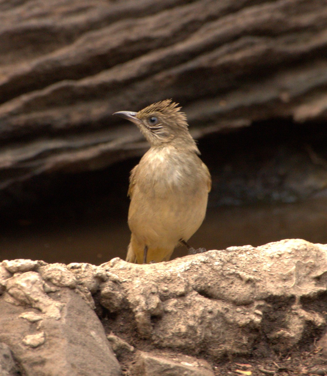 Streak-eared Bulbul - ML619268557