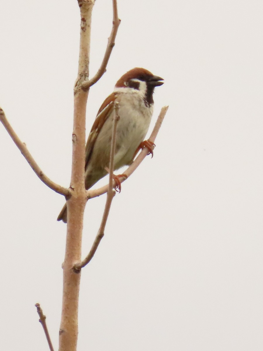 Eurasian Tree Sparrow - Davida Kalina