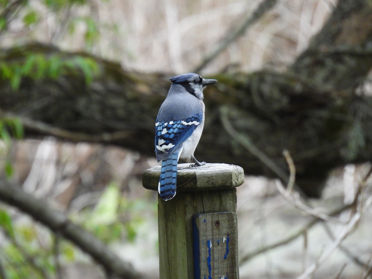 Blue Jay - ML619268567