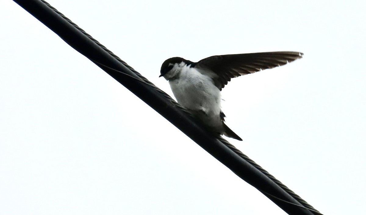 Violet-green Swallow - Lois Goldfrank