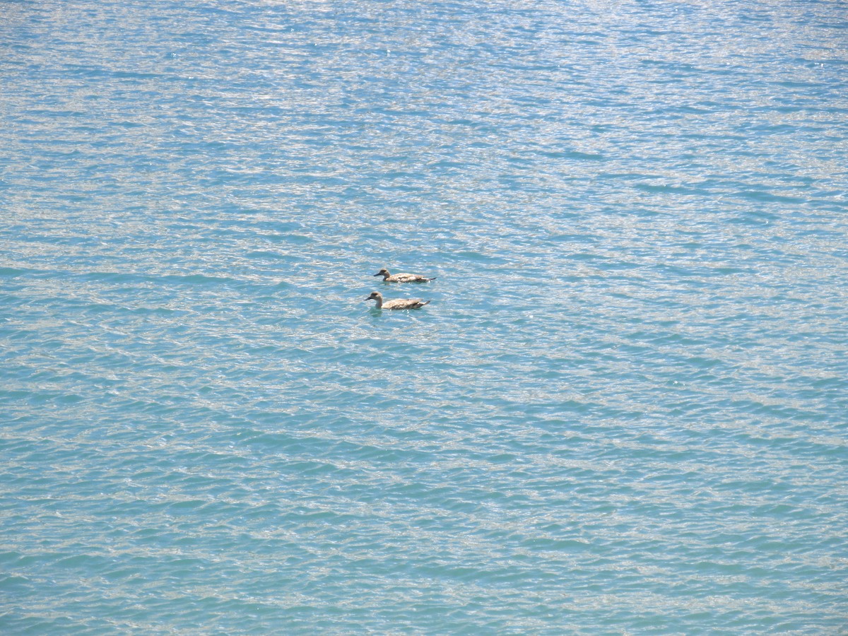 Crested Duck - Joaquín Salas