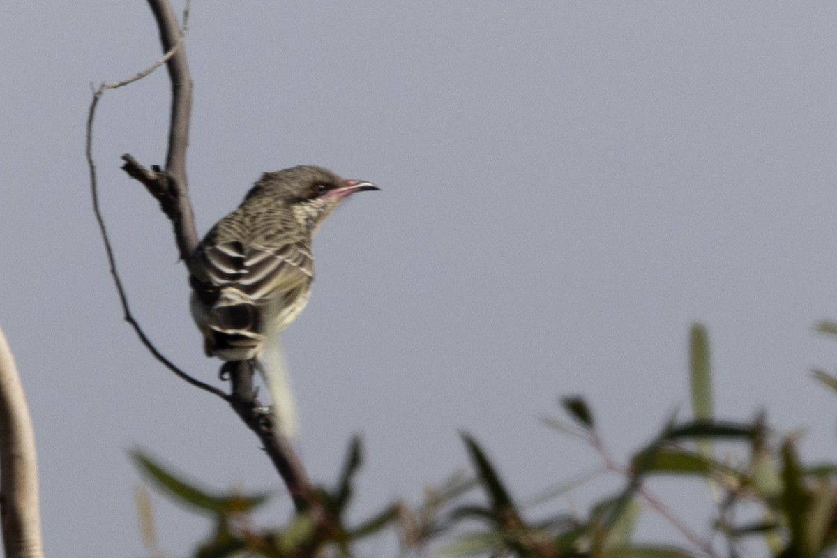 Spiny-cheeked Honeyeater - Richard and Margaret Alcorn