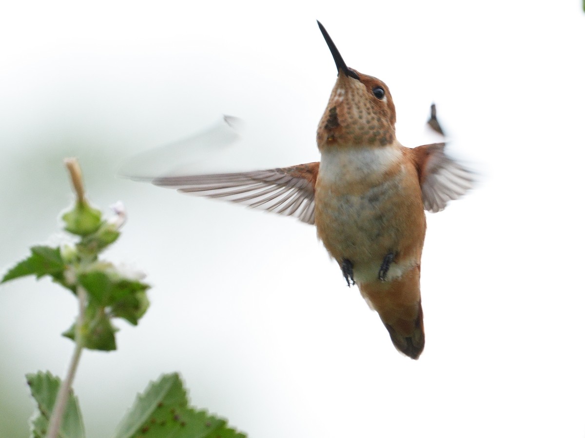 Allen's Hummingbird - Merryl Edelstein