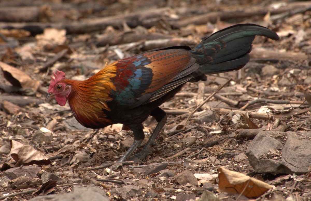 Red Junglefowl - Joe Heinlein