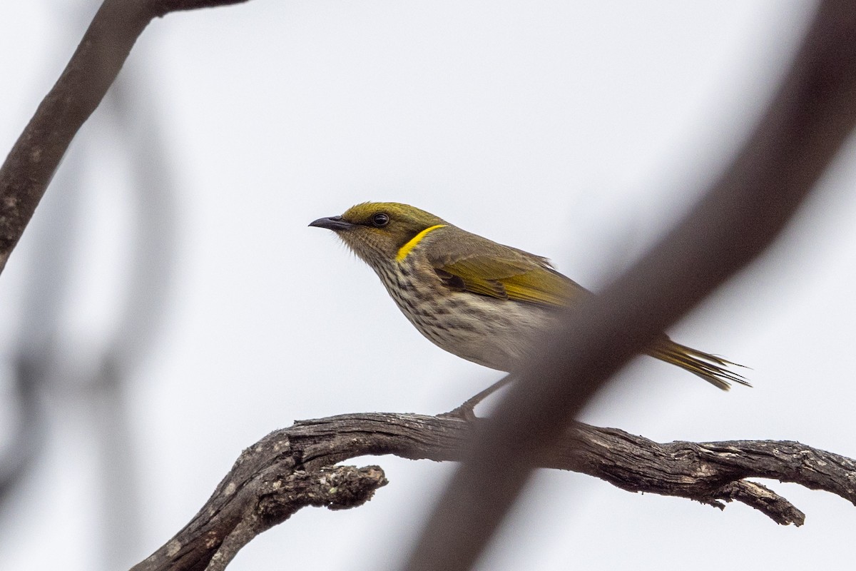 Yellow-plumed Honeyeater - ML619268626