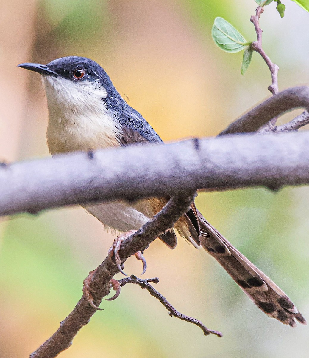 Ashy Prinia - Sanjay Gupta