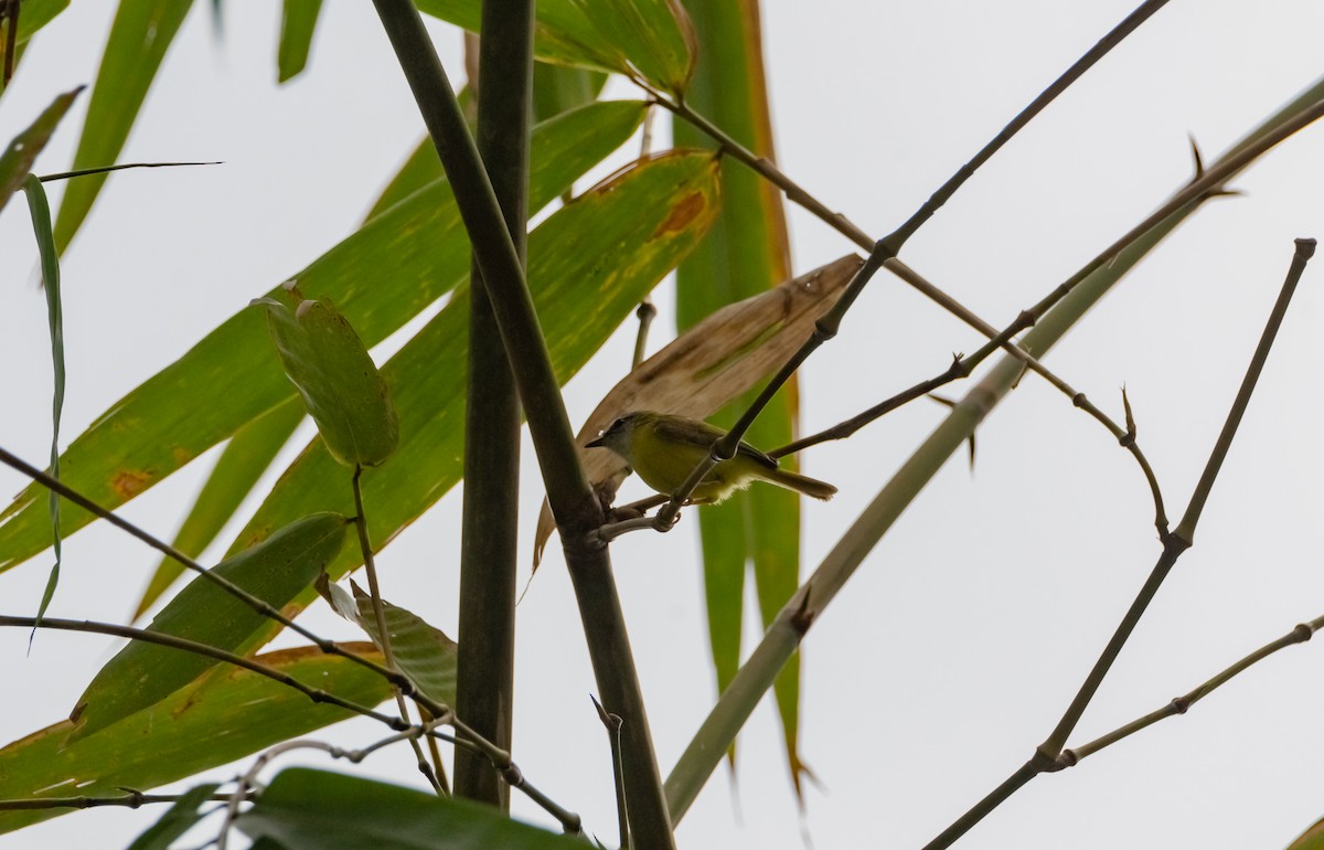 Yellow-bellied Warbler - Arun Raghuraman