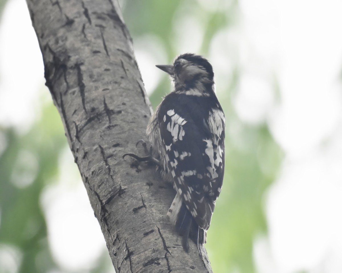 Gray-capped Pygmy Woodpecker - Frank Lin