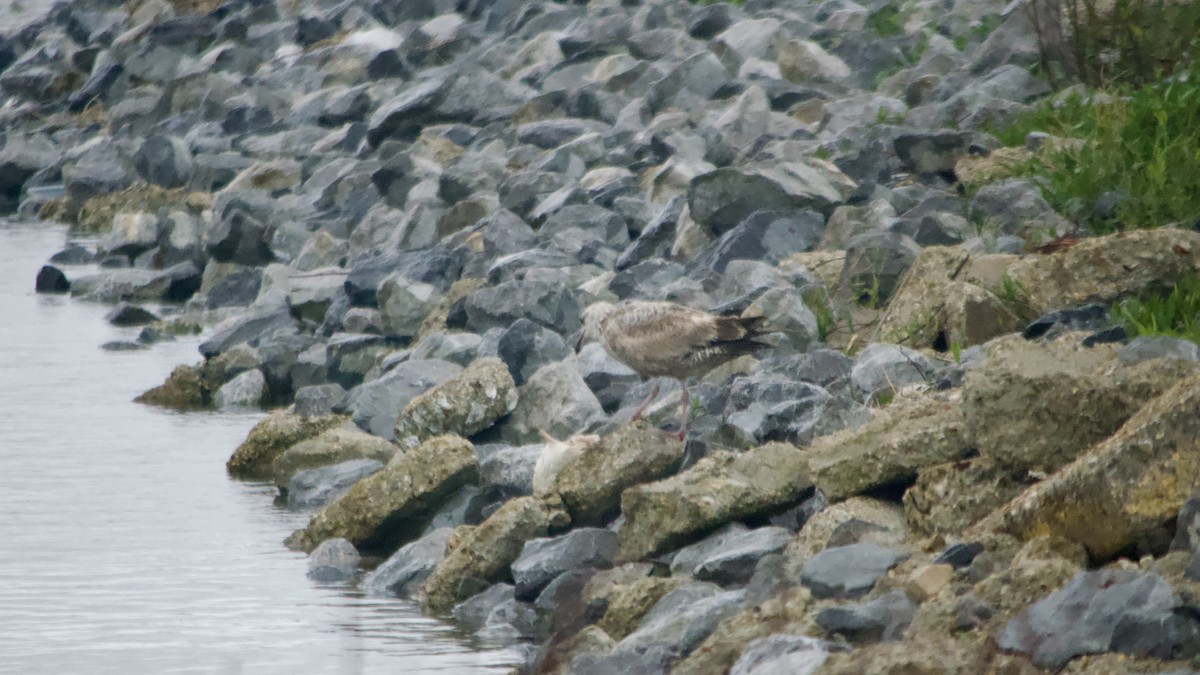 Herring Gull - ML619268674