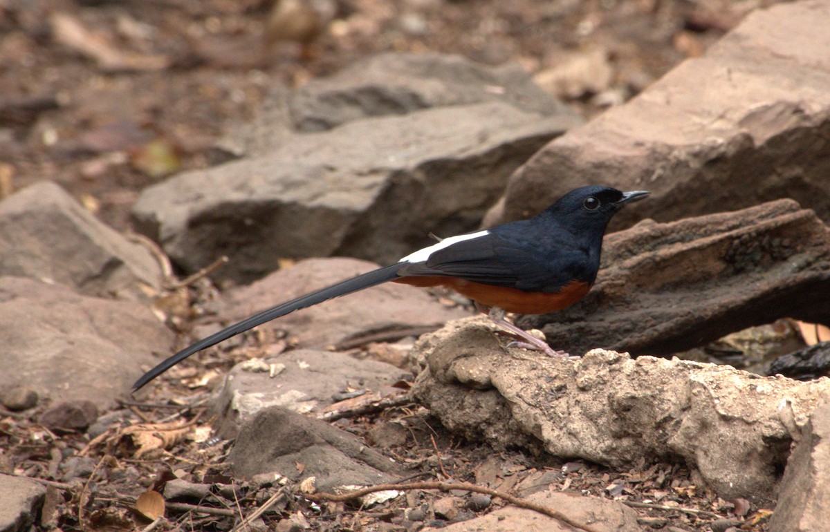 White-rumped Shama - Joe Heinlein