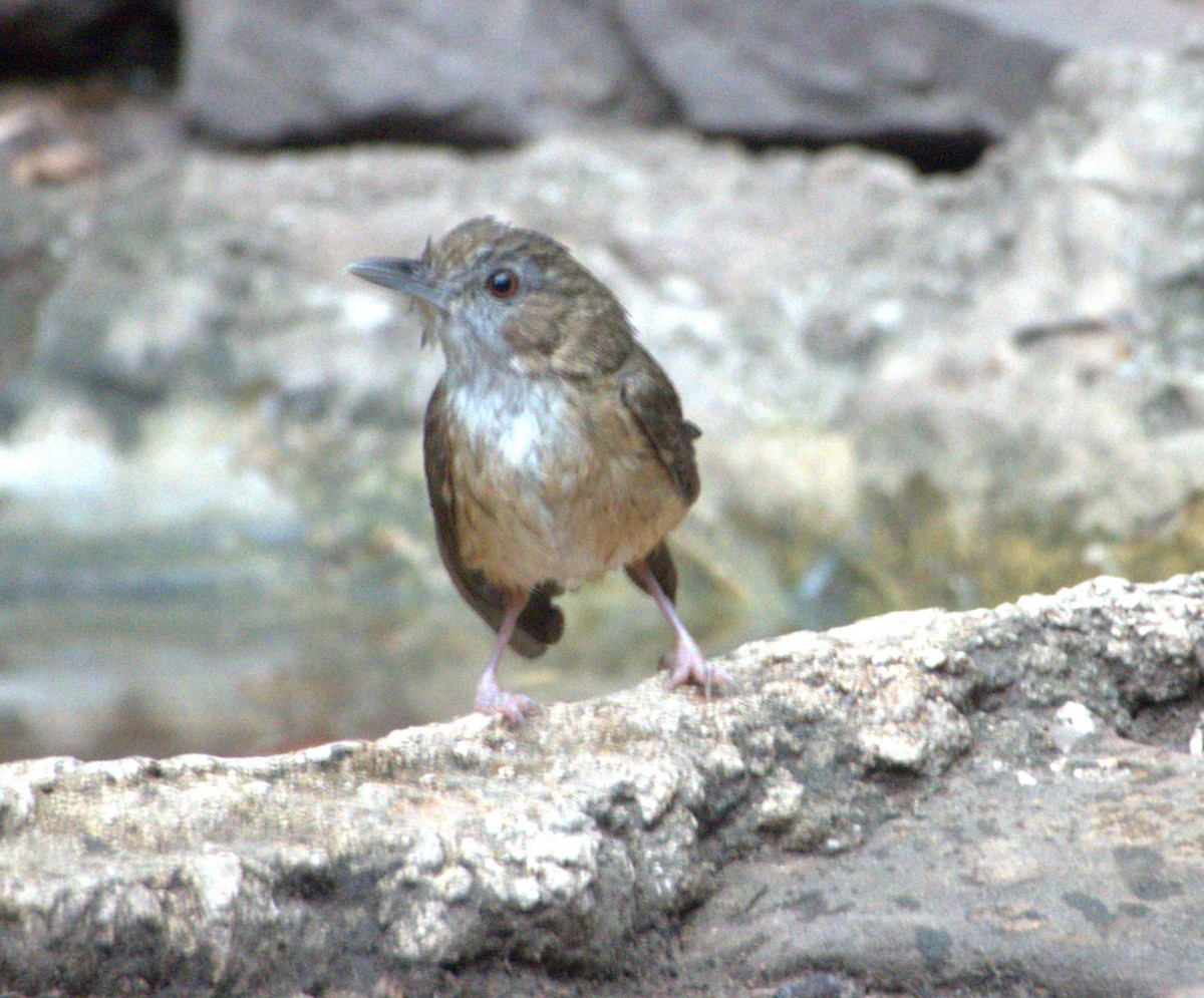 Abbott's Babbler - ML619268714