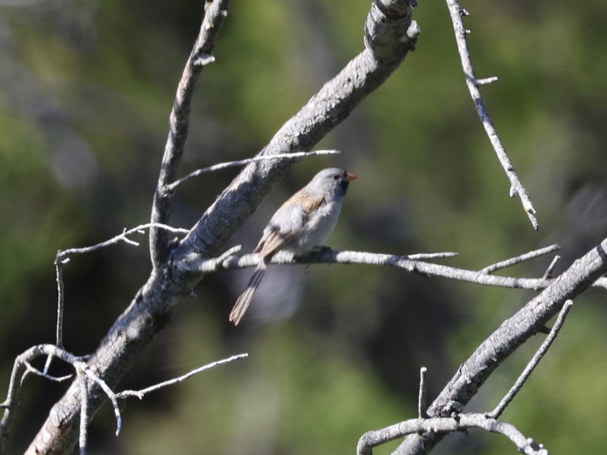 Black-chinned Sparrow - Brian Ahern